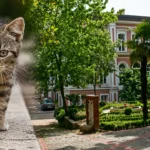 Yildiz teknik universitesinde kediler toplatildi tepki gosteren akademisyenin kampuse girisi yasaklandi ZbJ29maf