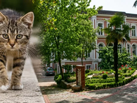 Yildiz teknik universitesinde kediler toplatildi tepki gosteren akademisyenin kampuse girisi yasaklandi ZbJ29maf